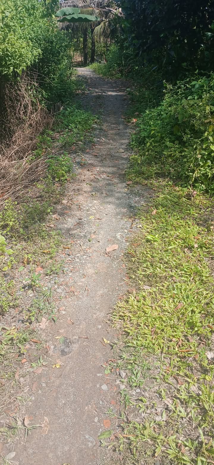 Đất nền Tân Hưng, Bình Tân 115m² giá 230 triệu - Cơ hội đầu tư hấp dẫn!