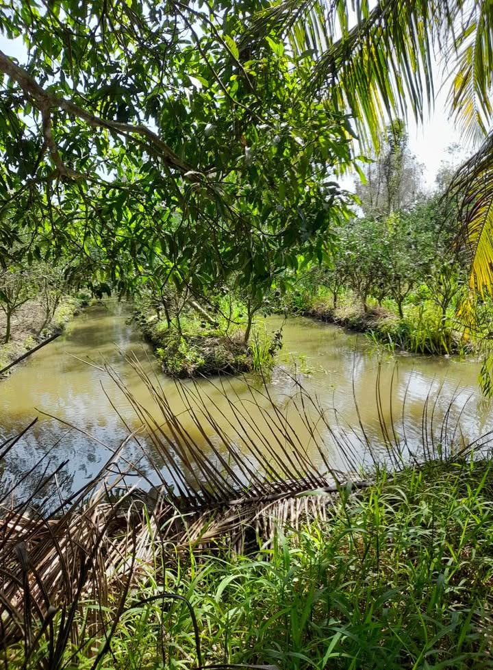 Đất lúa nước 8 công tại xã Vĩnh Xuân, Vĩnh Long giá chỉ 100 triệu/công - Pháp lý rõ ràng!