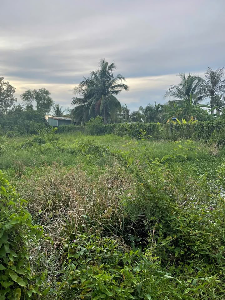 Đất thổ cư Hòa Khánh Đông, Đức Hòa 230m² giá 1.15 tỷ - Cơ hội đầu tư hấp dẫn!