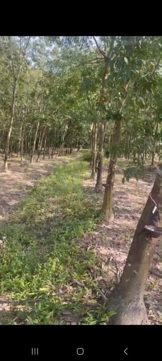 Đất nền 1ha tại Minh Hưng, Chơn Thành giá 2.1 tỷ - Đầu tư sinh lời ngay!