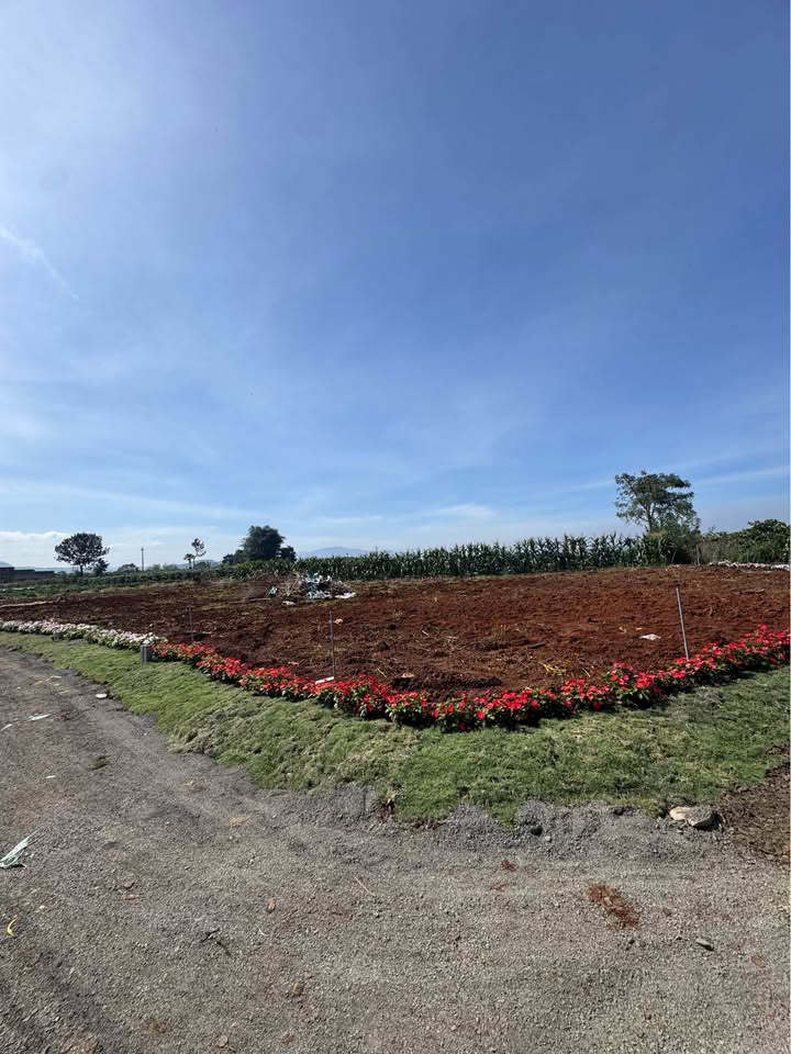 Đất nền Tân Hội 147m² giá 420 triệu - Sổ đỏ chính chủ, đầu tư an tâm!