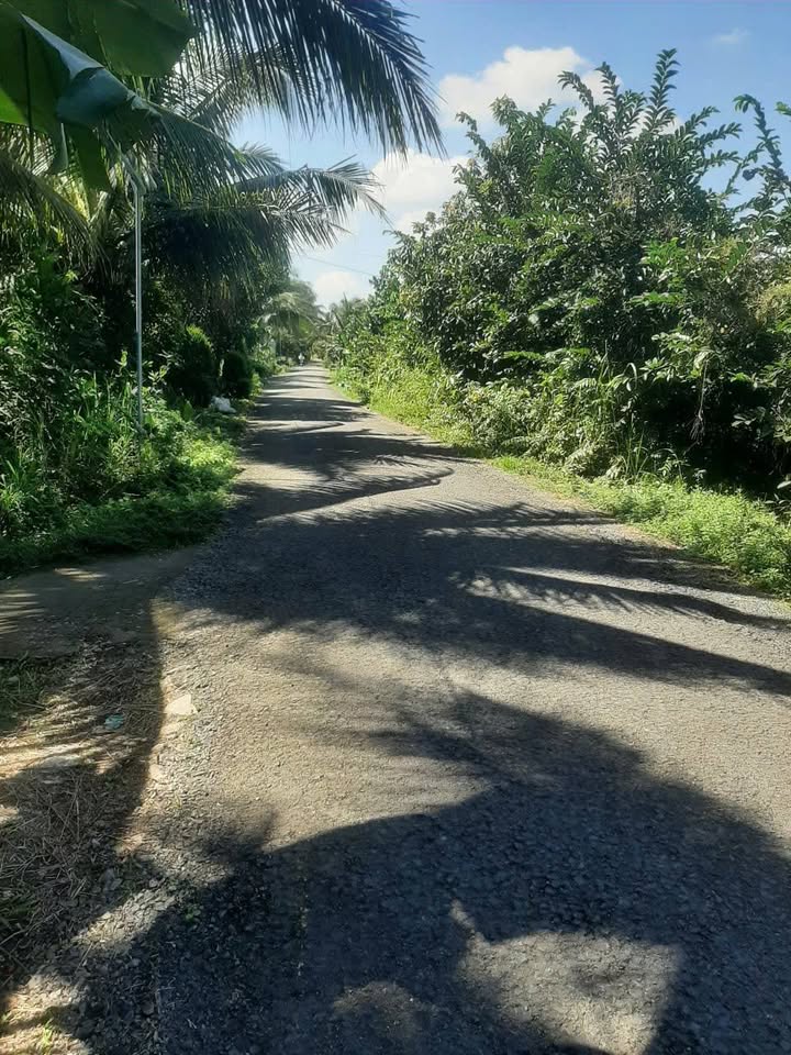 Bán đất lộ nhựa ô tô tại xã Hòa Bình, Trà Ôn - Diện tích 4527m², giá 4,5 tỷ!