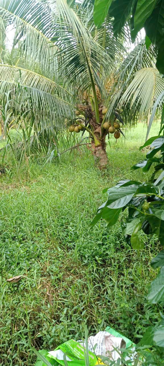Đất vườn dừa 2000m² tại xã Quới Điền, Thạnh Phú giá 820 triệu - Cơ hội đầu tư tuyệt vời!