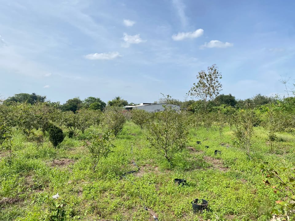 Đất vườn 6000m² Tầm Lanh, Gò Dầu giá 348 triệu - Phù hợp làm trang trại