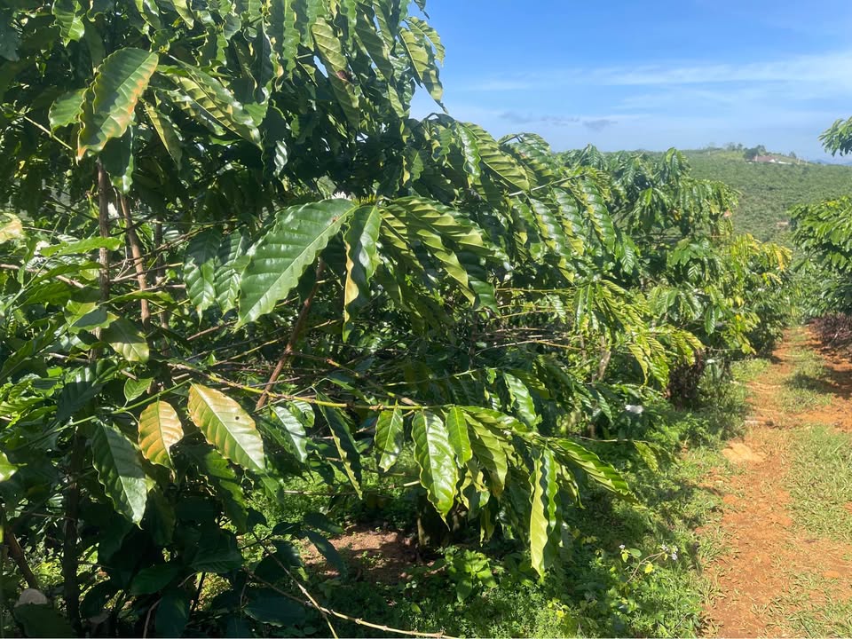 Đất nền Bảo Lộc 1800m² giá 1.15 tỷ - Cơ hội đầu tư tuyệt vời!