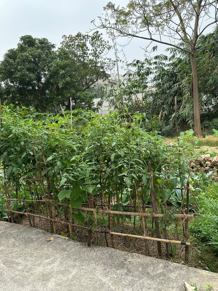 Đất nền Phương Liễu, Quế Võ 66m² - Đất vuông nở hậu, vị trí đẹp!