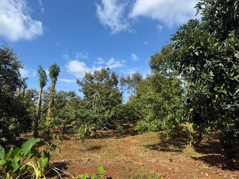 Lô đất Farm 15.000m² tại Dliê Yang, Ea H'leo, Đắk Lắk - Đầu tư sinh lời cao!