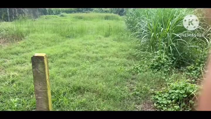 Đất thổ cư 150m² tại xã Phú Thành, Đồng Tháp giá 330 triệu - Cơ hội đầu tư tốt!