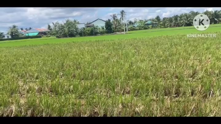 Đất thổ cư 162m² tại xã Phú Thành, Đồng Tháp - Giá chỉ 195 triệu, thương lượng tốt!