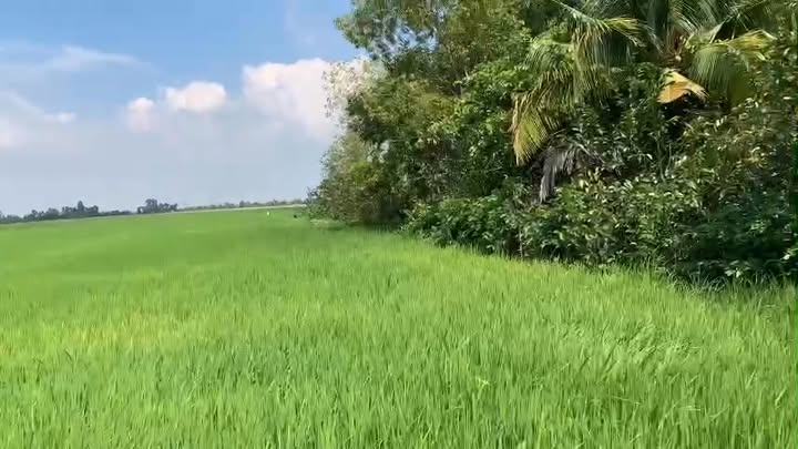 Đất nông nghiệp Tân Hoà, Tân Thạnh, Long An 16,300m² giá 4.3 tỷ - Tiềm năng đầu tư lớn!