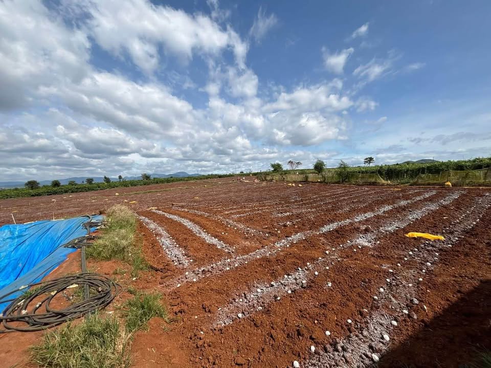 Đất nông nghiệp Ba Cản, Tân Hội 9500m² giá 4.6 tỷ - Sổ hồng chính chủ!