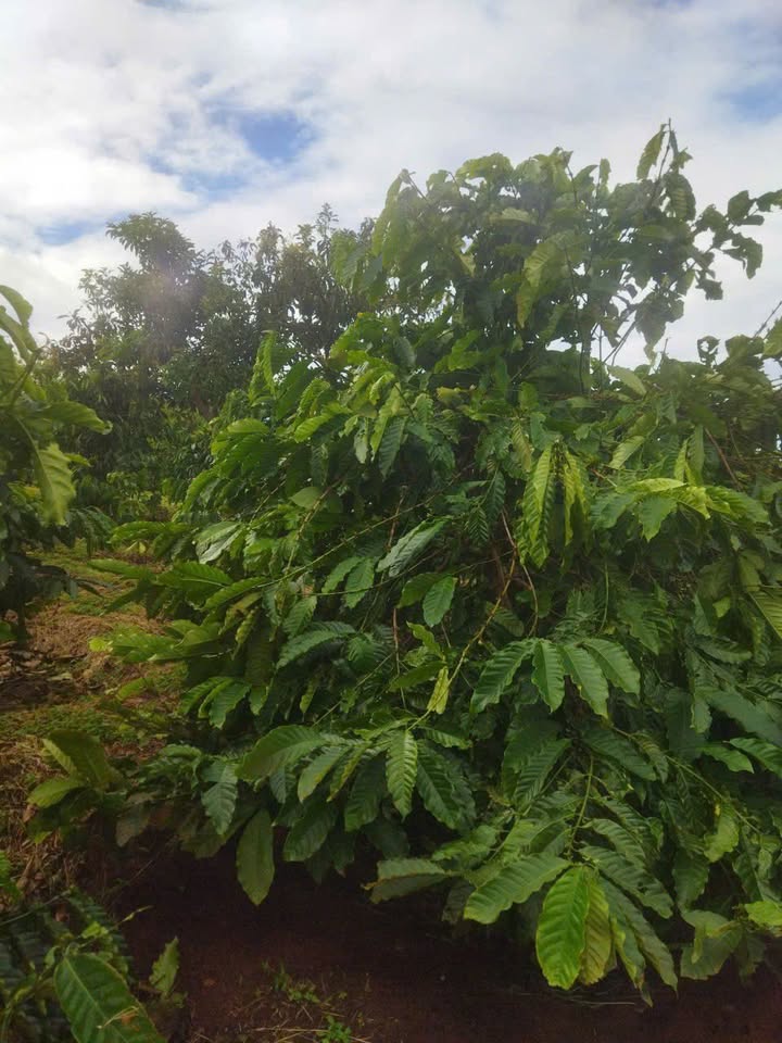 Bán rẫy cà phê 18000m² tại xã Ia Băng, huyện Đắk Đoa - Giá chỉ 1.75 tỷ!