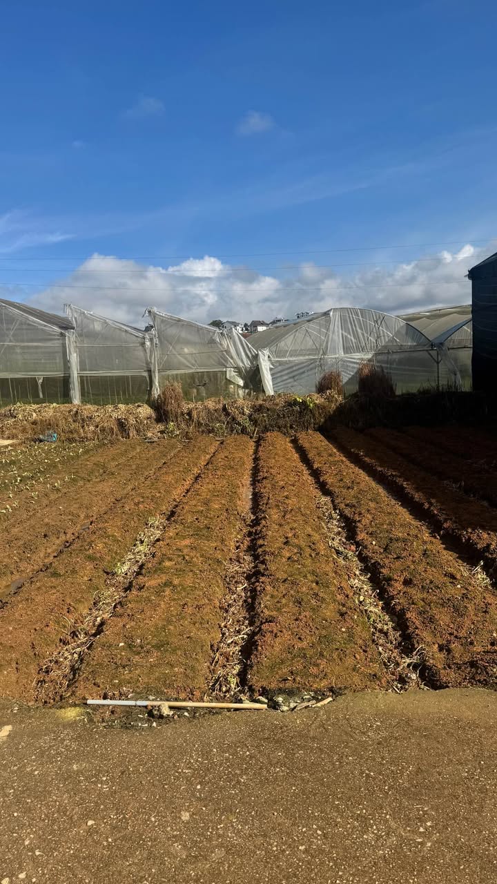 Đất nền Trần Quang Khải, Đà Lạt 77m² - Cơ hội đầu tư sinh lời!