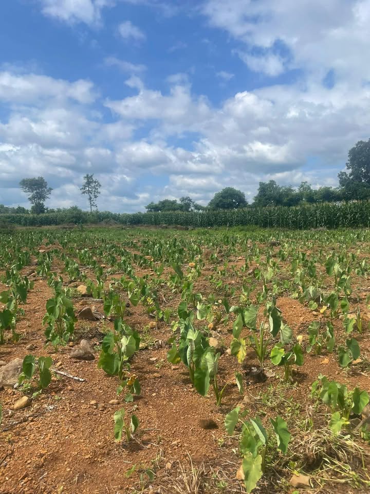 Đất Nền Đắk Đoa 1,7ha giá thỏa thuận - 2 mặt đường bê tông thuận lợi