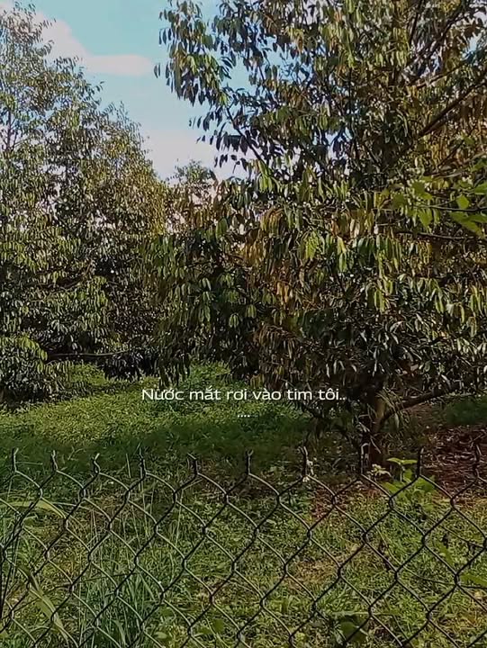 Farm 20,905m² tại Ea H'leo, Đắk Lắk - Giá chỉ 7.526 tỷ VND, sẵn sàng thu hoạch!