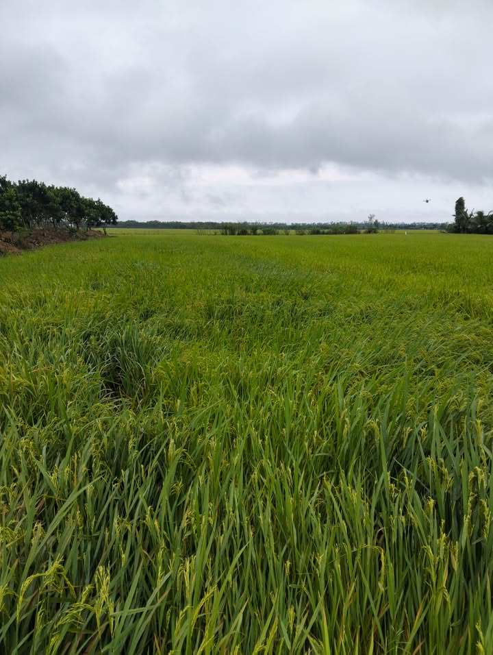 Đất nông nghiệp 8000m² Phường Mỹ Ngãi, Đồng Tháp - Giá chỉ 1.2 tỷ, sẵn sàng cho vụ mùa!