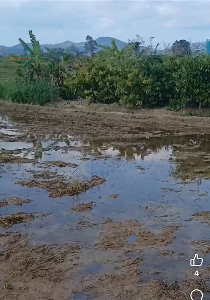 Đất vườn 1ha tại xã Cư Yang, Ea Kar, Đắk Lắk - Tiềm năng đầu tư sinh lời!