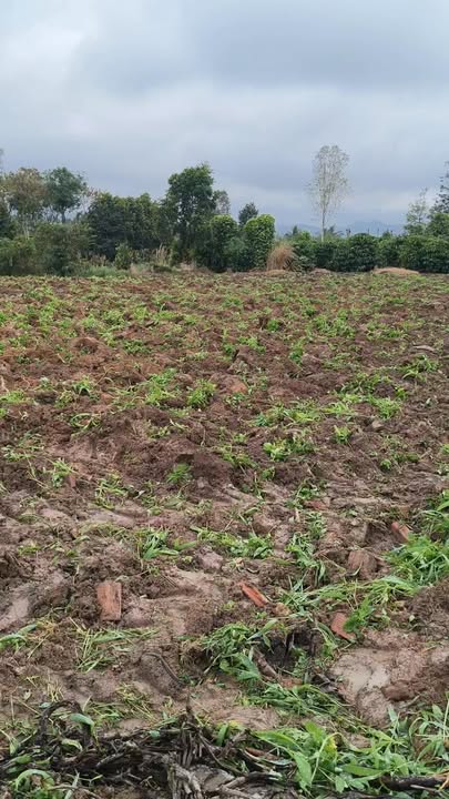 Đất nền Ea Kar Đắk Lắk 80.000m² giá thỏa thuận - Đầu tư sinh lời, tiện ích đầy đủ!