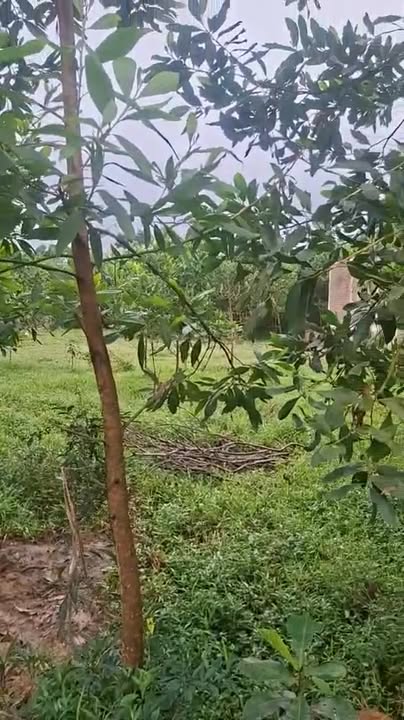 Đất thổ cư Phố Châu 126m² giá thỏa thuận - Mặt tiền 7m, đường ô tô vào thoải mái!