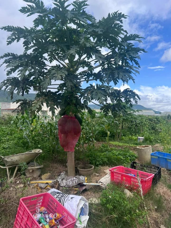 Đất thổ cư Thạnh Mỹ 84m² giá 1.7 tỷ - Cơ hội đầu tư tuyệt vời!