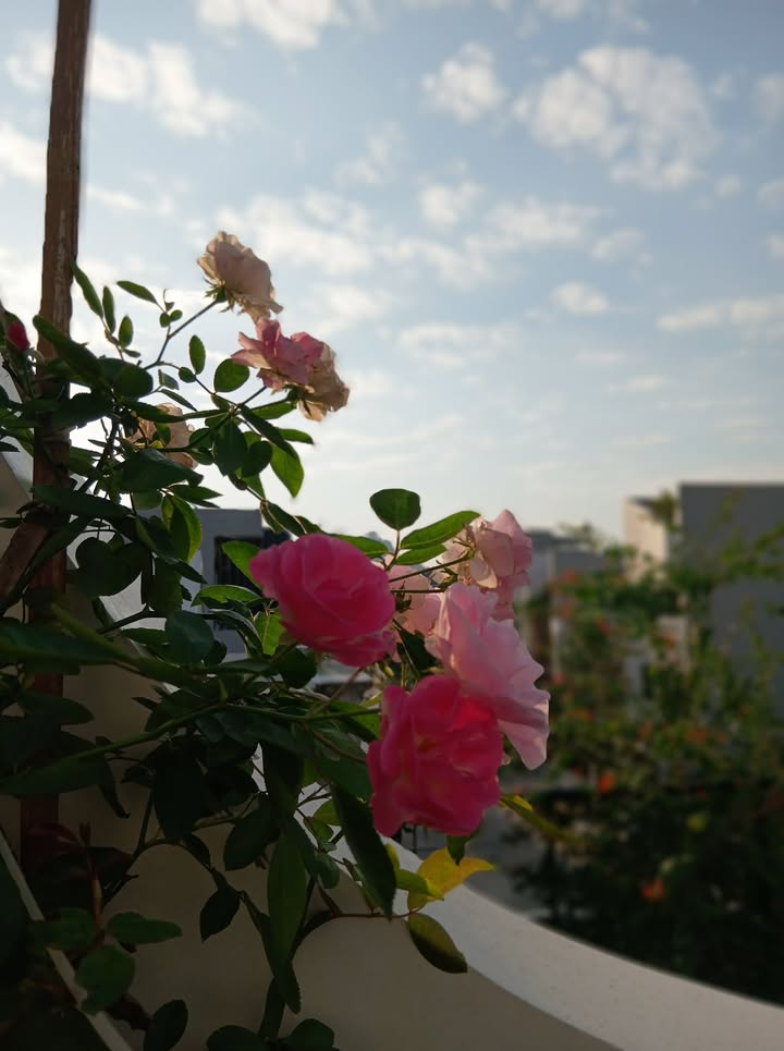 Nhà cấp 4 mặt tiền 6.2m tại phường Đông Vệ, 144m² chỉ 4 tỷ - Đầu tư sinh lời ngay!