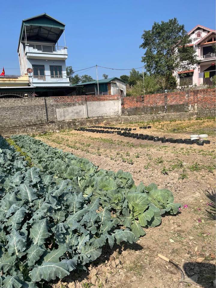 Đất nền 240m² khu 9 Bắc Sơn, Uông Bí chỉ 1.5 tỷ - Không khí trong lành, yên tĩnh!