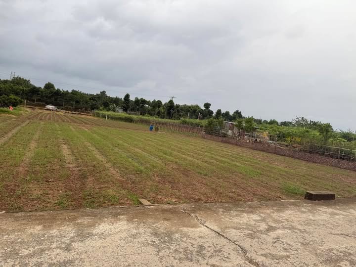 Đất trồng cây 1037m² tại Song Phương, Hoài Đức - Giá chỉ 2 tỷ - Sổ hồng chính chủ!