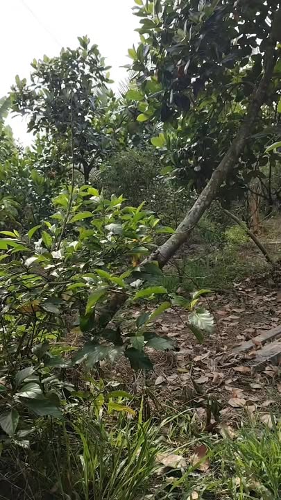 Đất nền ấp Bình Phong, Cai Lậy 16.000m² giá 2,4 tỷ - Mặt tiền 40m, ô tô vào tận nơi!