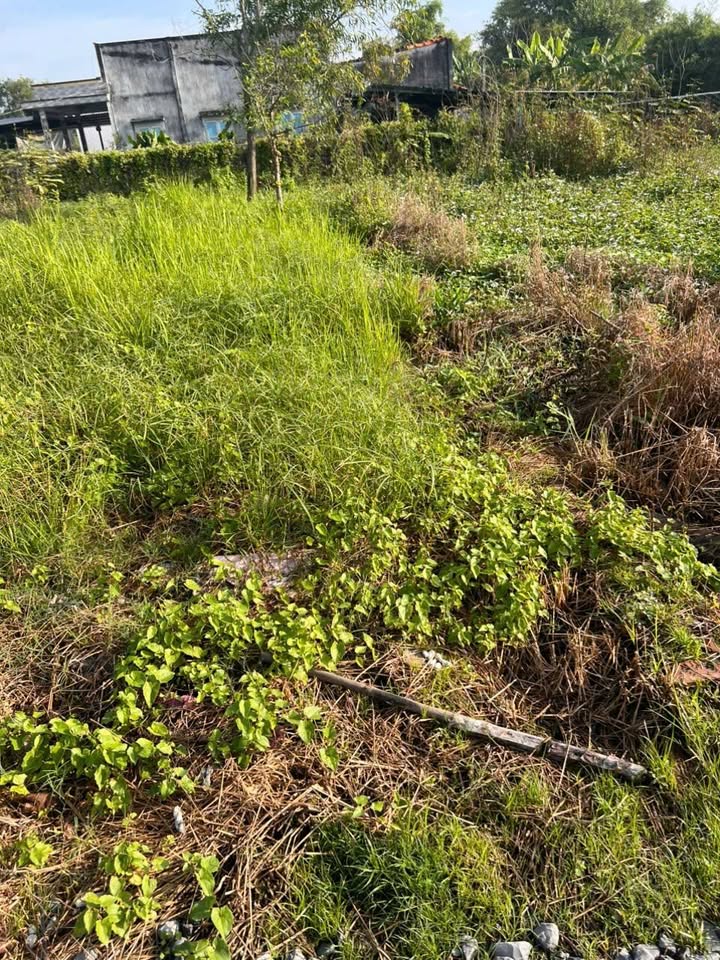 Đất nền Long Trạch, Cần Đước 130m² giá 900 triệu - Tiềm năng phát triển cao!