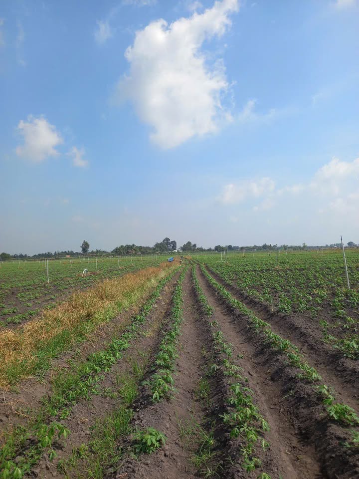 Đất nền Tân Đông, Tân Phú 10.000m² giá 1.75 tỷ - Cơ hội đầu tư hấp dẫn!