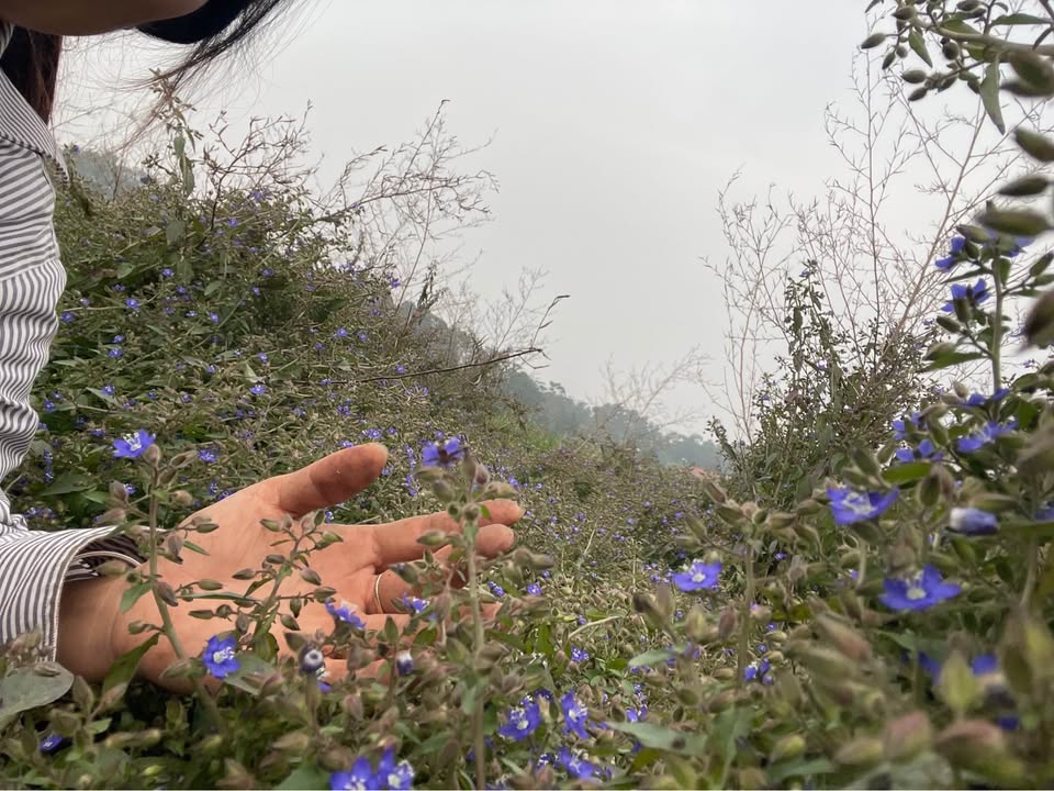 Đất nền Liên Hòa - Lập Thạch 100m² - Đầu tư sinh lời ngay hôm nay!