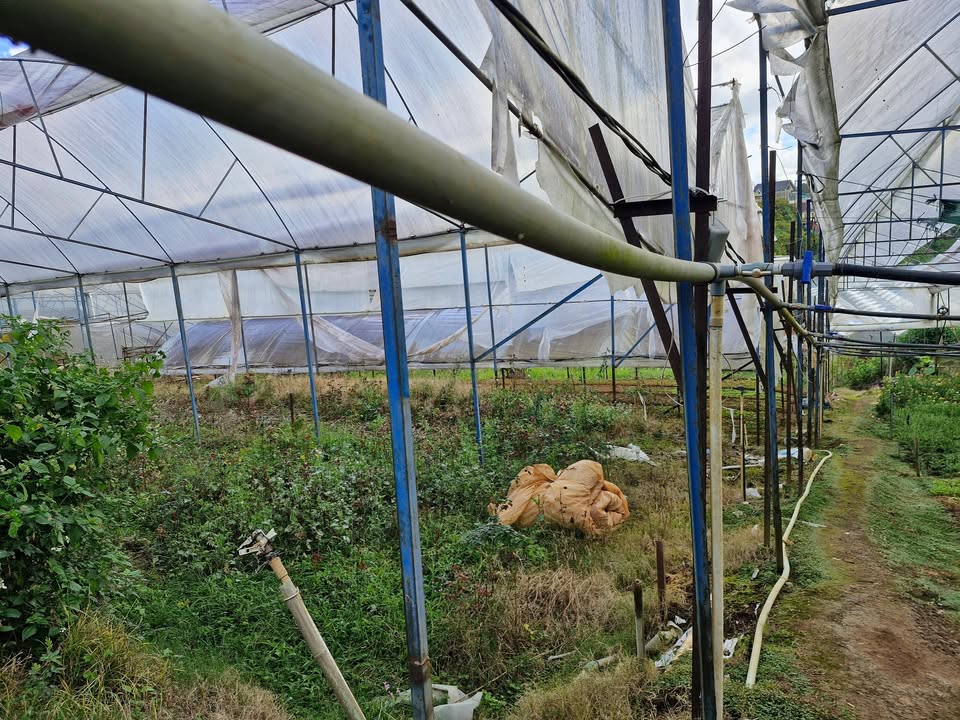 Đất Vạn Thành, Cam Ly - Đà Lạt 2154m² giá 10 tỷ - Sổ hồng chính chủ, đầu tư sinh lời!