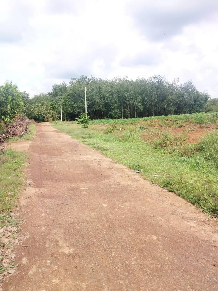 Đất thổ cư Long Bình Phú Riềng 200m² chỉ 140 triệu - Cơ hội đầu tư tuyệt vời!