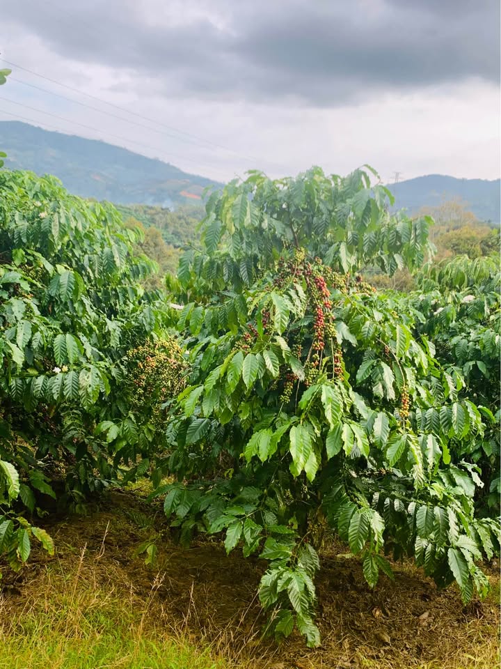 Đất nền Lộc Nam Bảo Lâm 10.000m² giá 2.85 tỷ - Đầu tư sinh lời ngay!