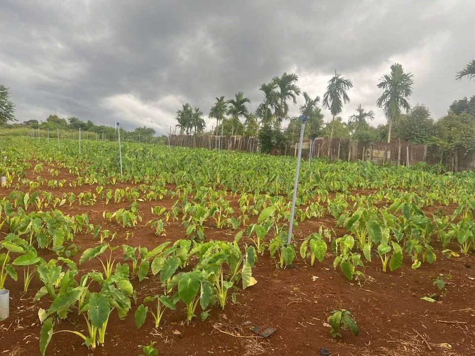 Đất thổ cư Thành Nhất Buôn Ma Thuột 2 sào giá 1.3 tỷ - Bớt lộc cho khách thiện chí!