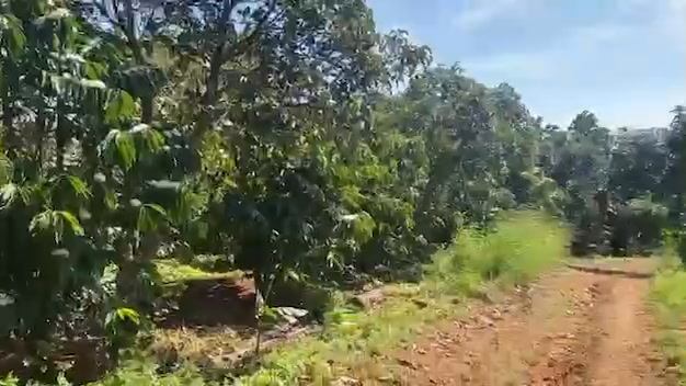 Farm 8.000m² tại Đắk Sin giá 1.75 tỷ - Đầu tư sinh lời cao!