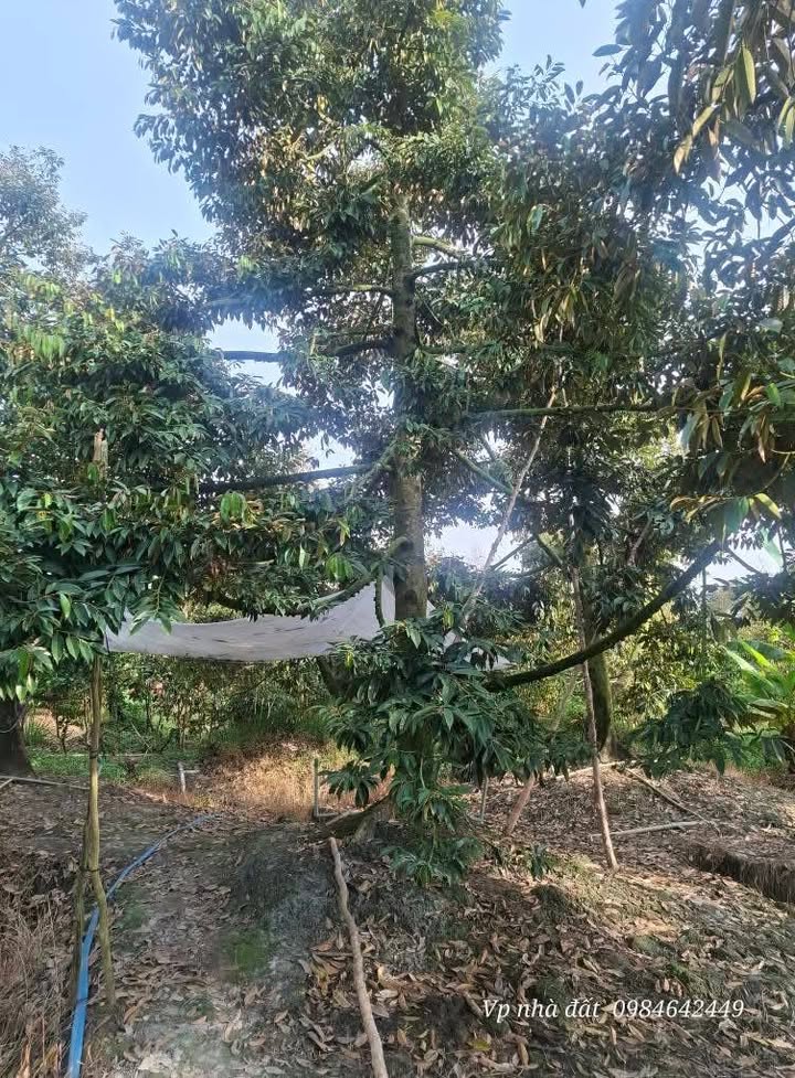 Đất Farm Sầu Riêng 2050m² tại Sơn Định, Chợ Lách - Giá chỉ 1.35 tỷ, Sẵn trái!