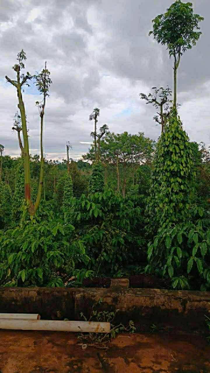 Đất Tân Lập, Buôn Ma Thuột 12.960m² giá 1.44 tỷ - Cơ hội đầu tư không thể bỏ lỡ!