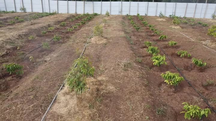 Farm 2ha tại xã Ea Tul, huyện Cư M'gar giá 6.48 tỷ - Cơ hội đầu tư sinh lời!