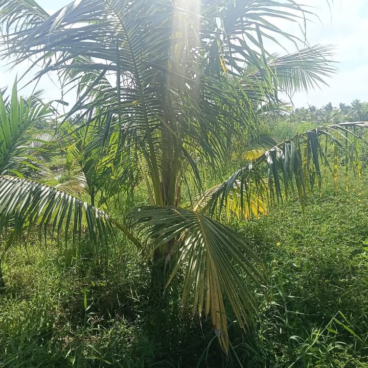 Đất vườn dừa 2300m² tại Tân Thanh, Giồng Trôm - Giá chỉ 650 triệu!