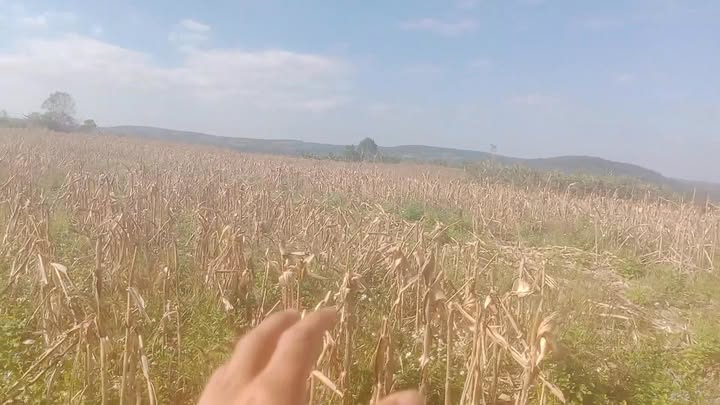 Đất nông nghiệp 2ha tại xã Kon Thụp, Mang Yang - Giá chỉ 2 tỷ VND