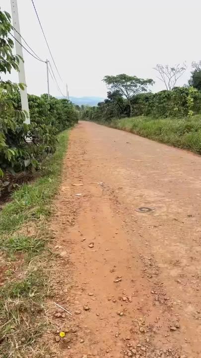 Đất nền Tân Châu, Di Linh 10.000m² giá 10 tỷ - Mặt tiền đường bê tông rộng rãi!