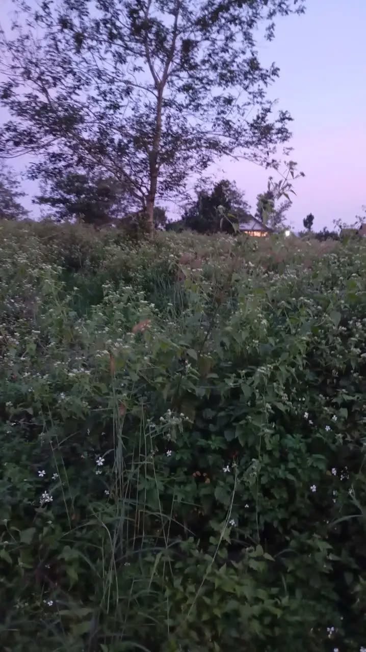 Đất nền phố Lê Thị Riêng, Bảo Lộc 520m² giá chỉ 1.7 tỷ - Cơ hội đầu tư tuyệt vời!