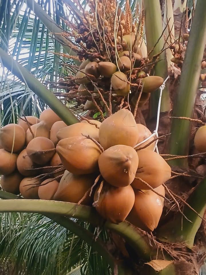 Nhà mặt tiền ĐT767 Vĩnh An, Vĩnh Cửu, Đồng Nai 400m² giá 6 tỷ - Kinh doanh áo cưới ngay!