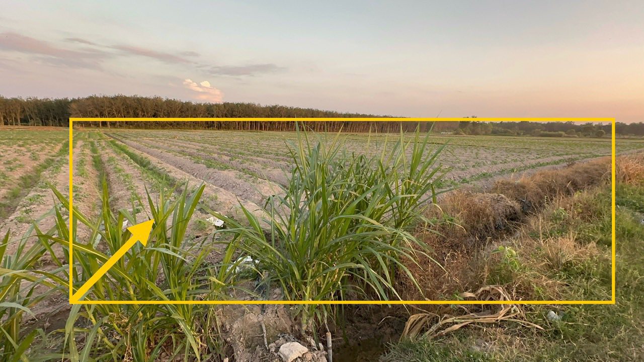 Đất ruộng 4000m² Ninh Điền, Châu Thành - Đường ô tô vào tận nơi!