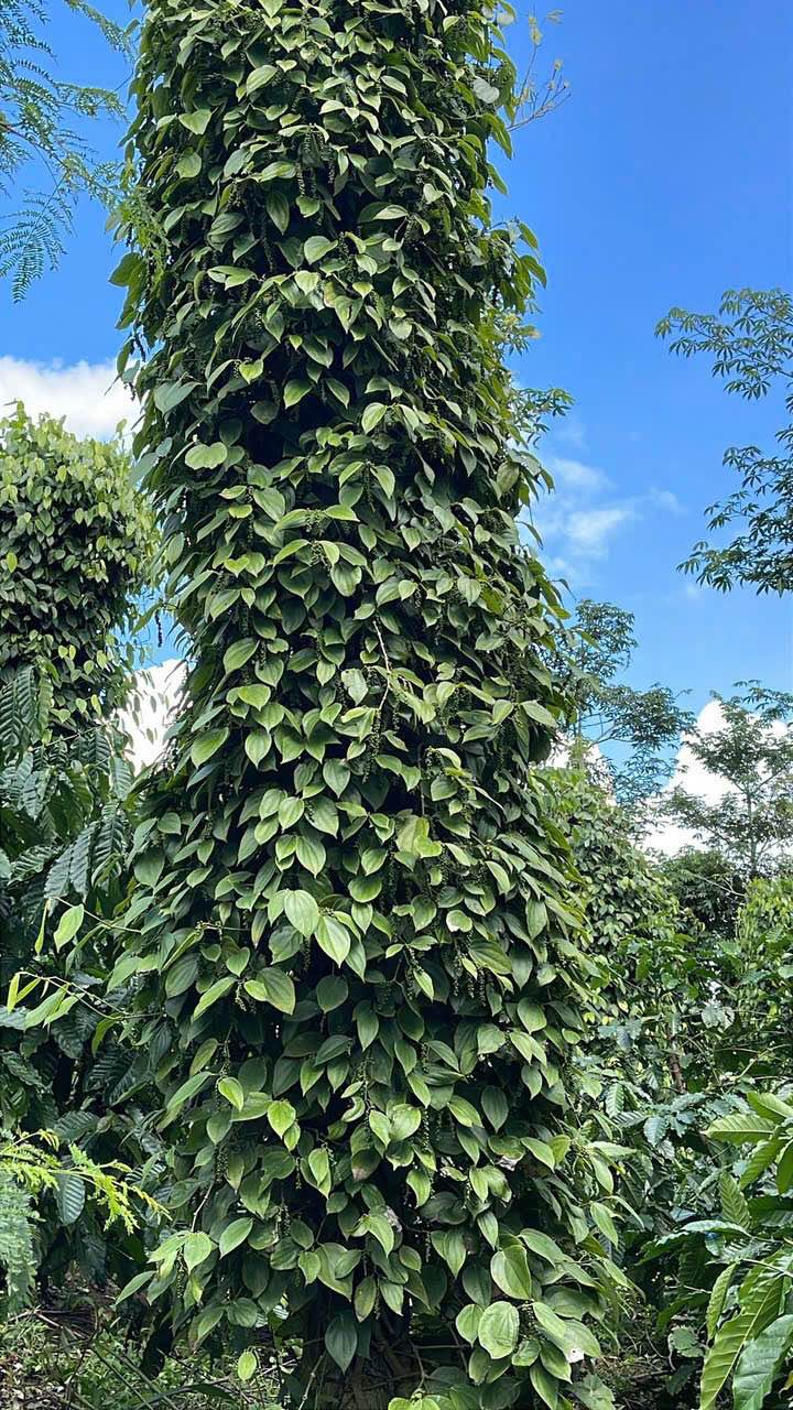 Đất nền 4,3 sào tại E29, Đắk Môl, Đắk Song - Chính chủ cần bán gấp chỉ 1,45 tỷ!