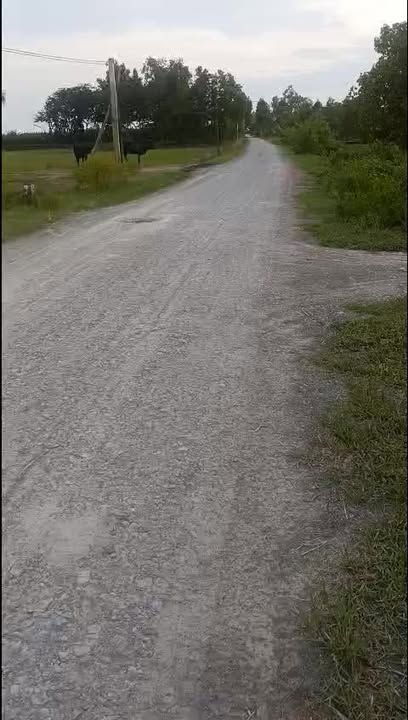 Đất Lúa đẹp tại Mỹ Quý Tây, Đức Huệ 25.100m² giá 9 tỷ - Cơ hội đầu tư tuyệt vời!