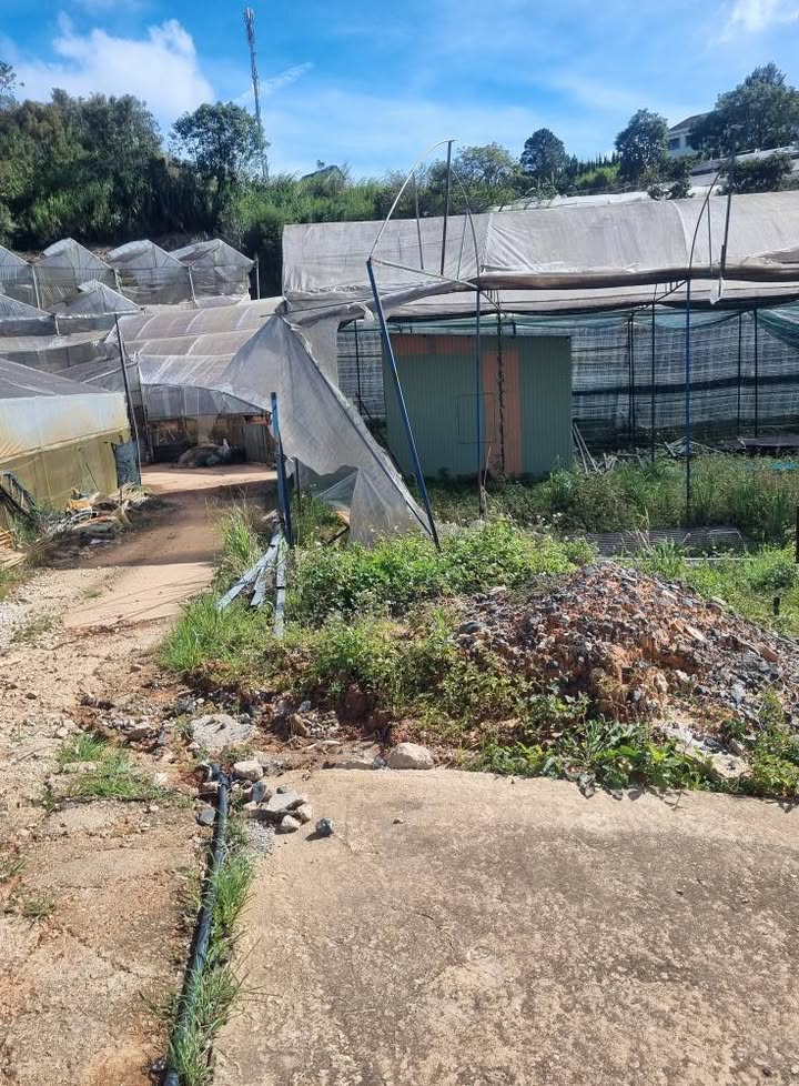 Đất nền Đà Lạt 125m² giá 1.35 tỷ - Sổ đỏ chính chủ, thương lượng ngay!