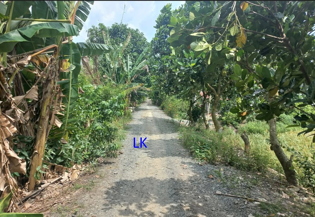 Đất lúa 12.000m² xã Phương Thịnh Đồng Tháp giá 2.491 tỷ - Thương lượng tốt!