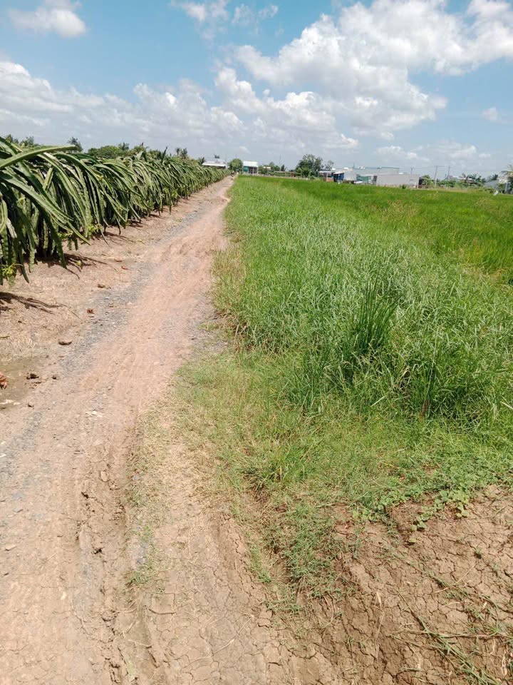 Đất thổ cư 145m² tại Kiểng Phước, Gò Công Đông chỉ 270 triệu - Cơ hội đầu tư tuyệt vời!